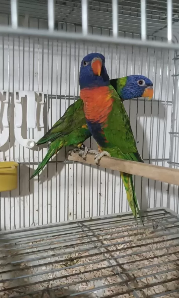 Hazır Yavru Alınmış Lori Papağanı Takım