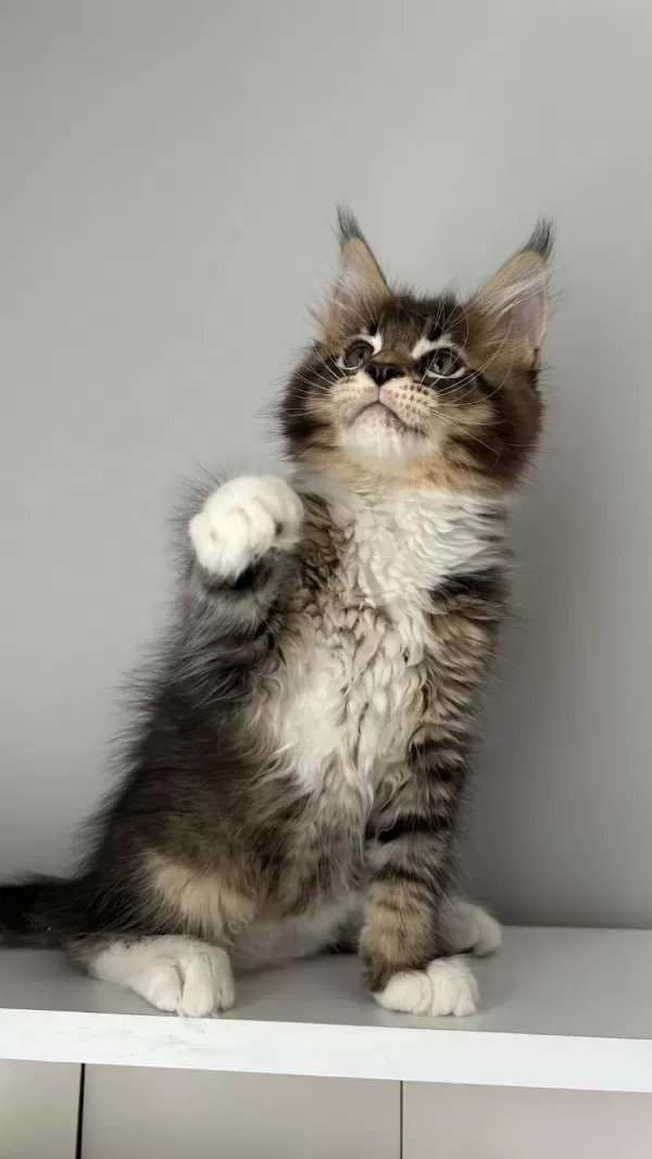 Sağlik Ve İrk Garantili Minik Maine Coon Devler