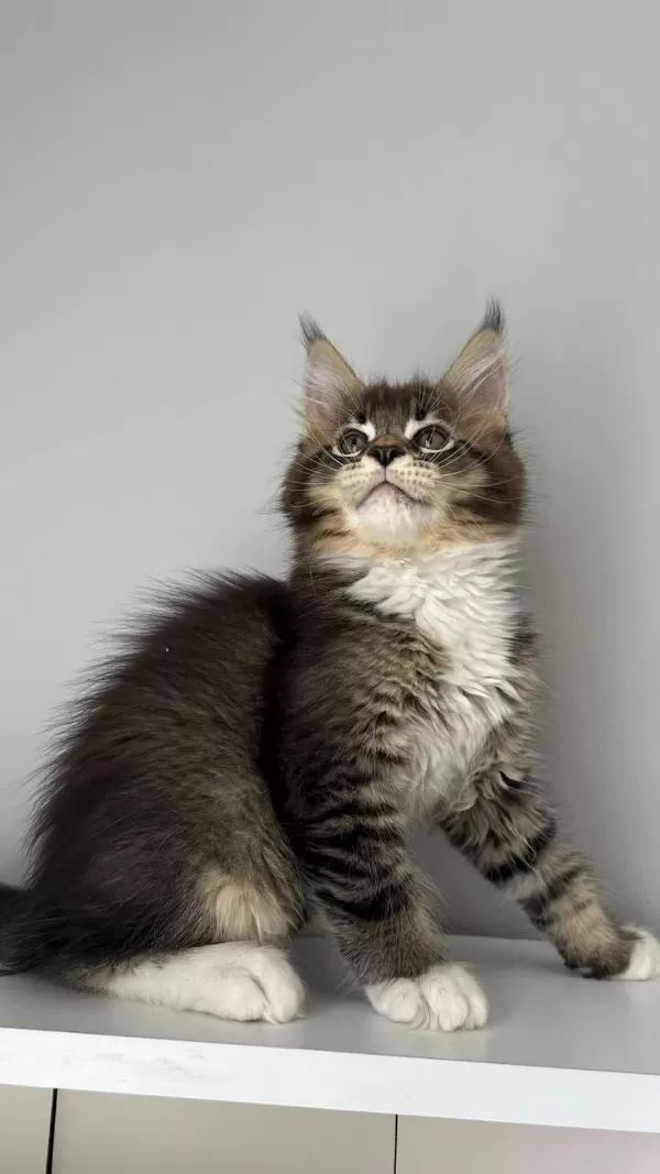 Sağlik Ve İrk Garantili Minik Maine Coon Devler