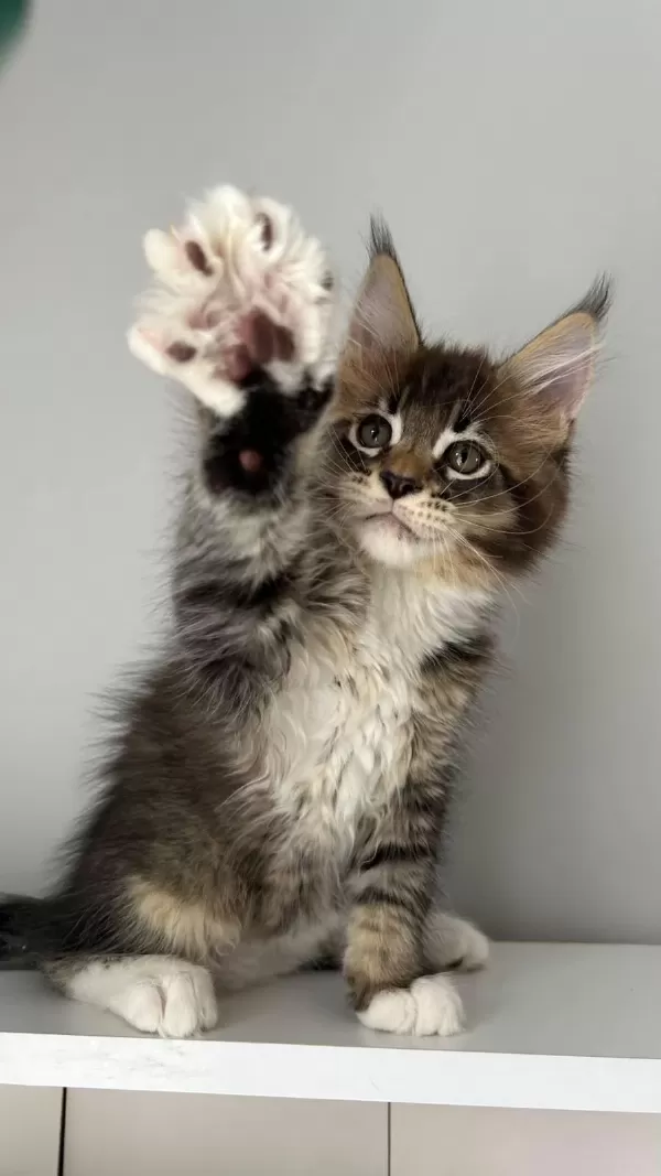 Sağlik Ve İrk Garantili Minik Maine Coon Devler