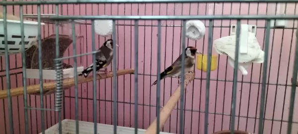 Harika Saka Kuşları Takım