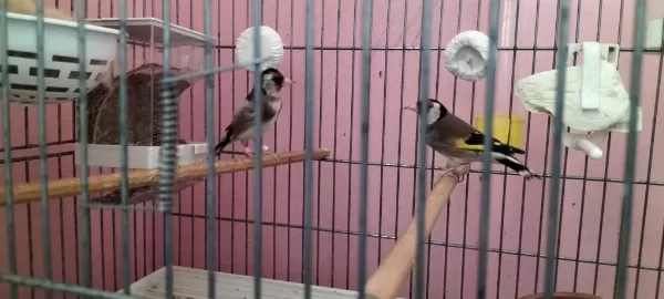 Harika Saka Kuşları Takım