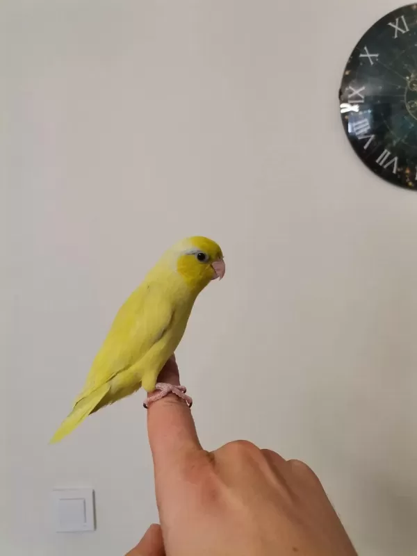 45 Günlük Erkek Forpus
