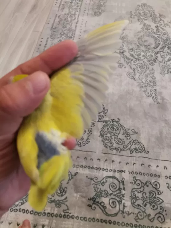 45 Günlük Erkek Forpus
