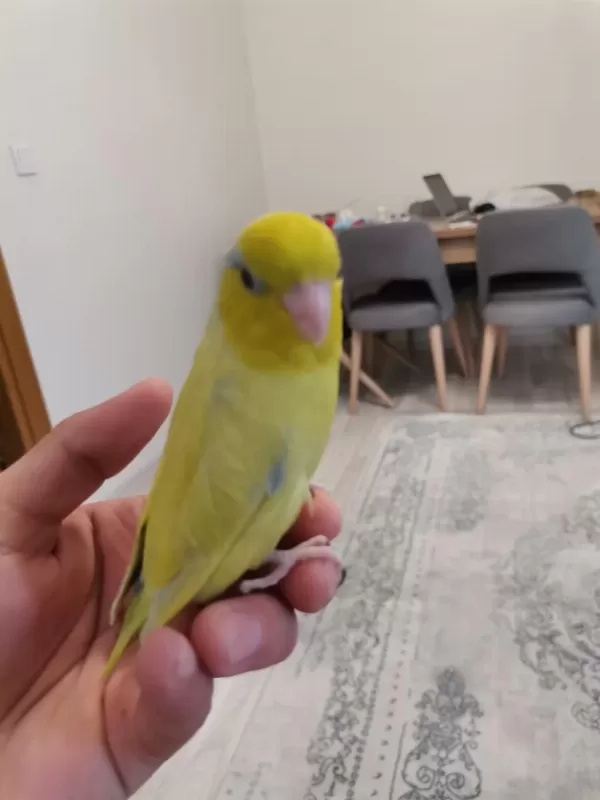 45 Günlük Erkek Forpus