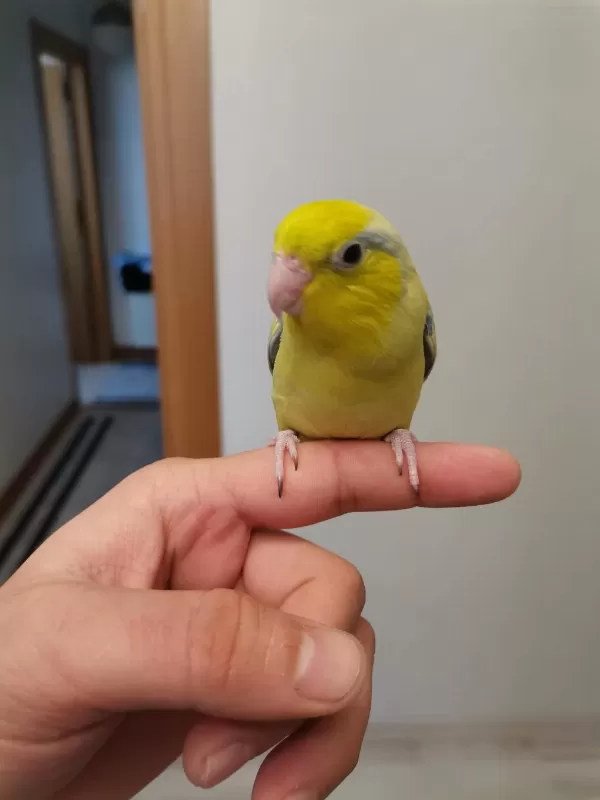 45 Günlük Erkek Forpus