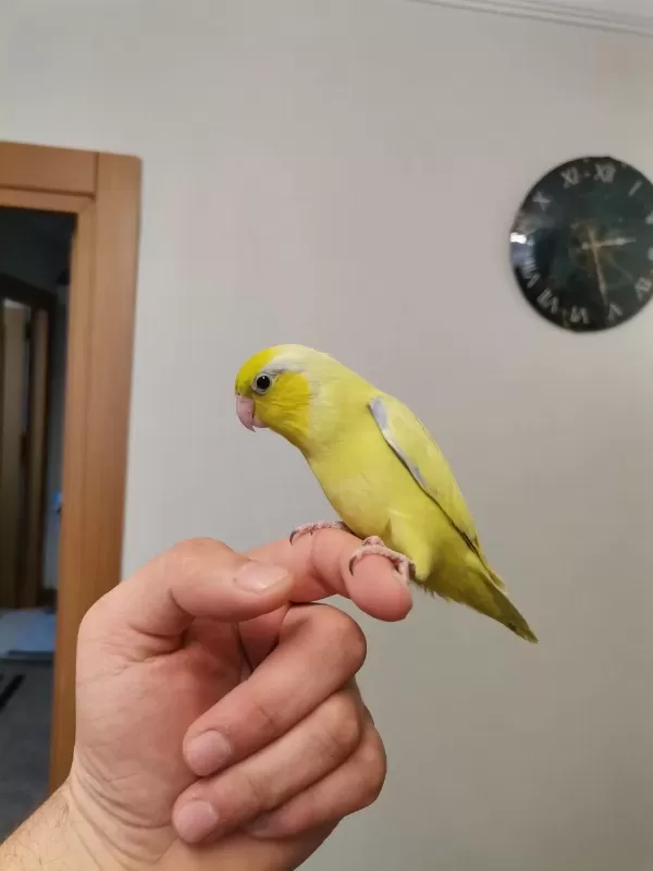 45 Günlük Erkek Forpus