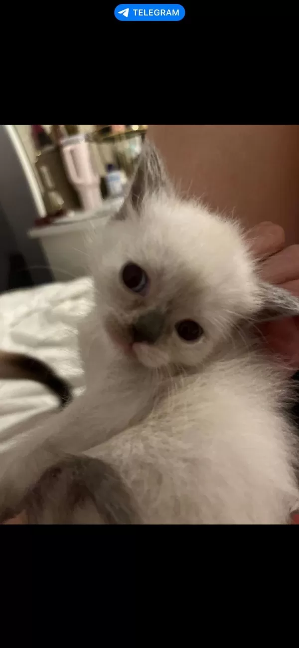 Birman Cinsi Kedimiz