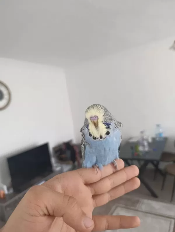 Show Jumbo Bebek Muhabbet Kuşu Yavrular