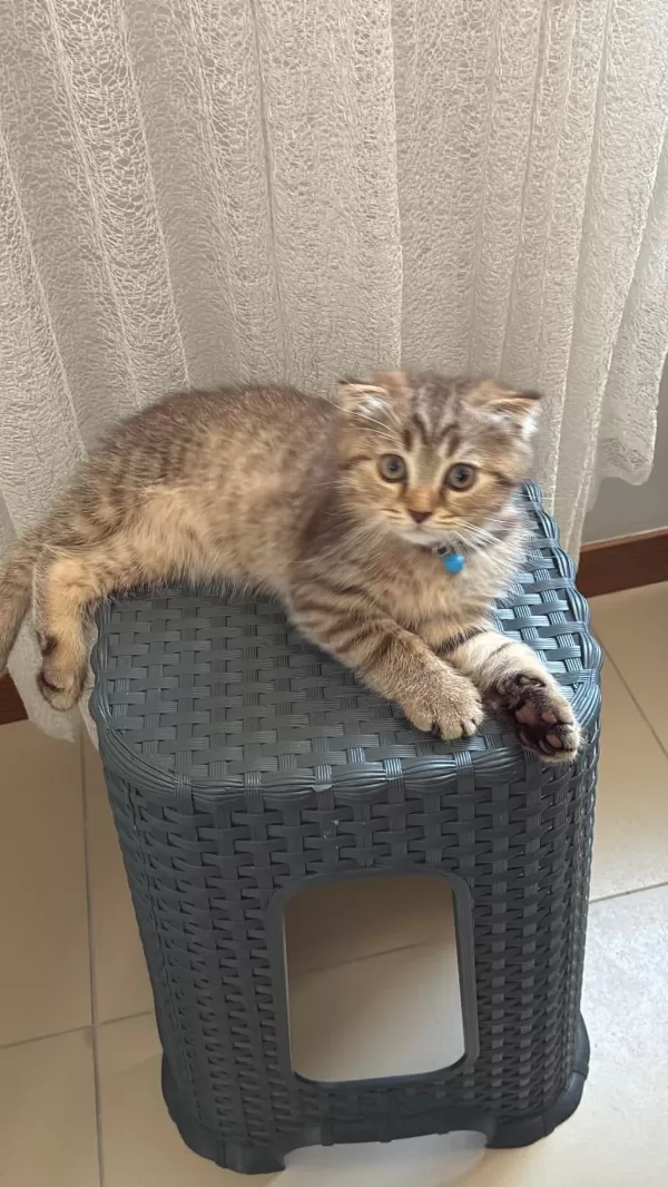 3 Aylık Scottish Fold