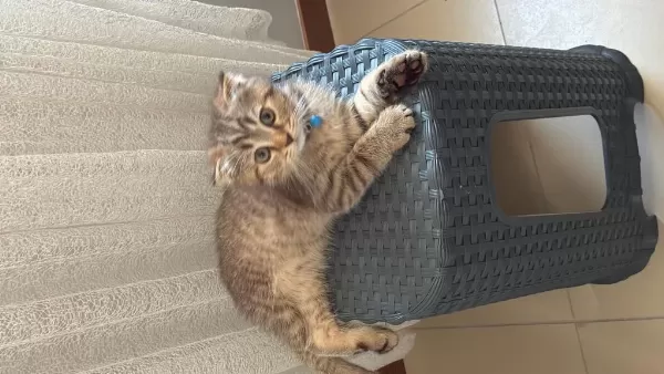 3 Aylık Scottish Fold
