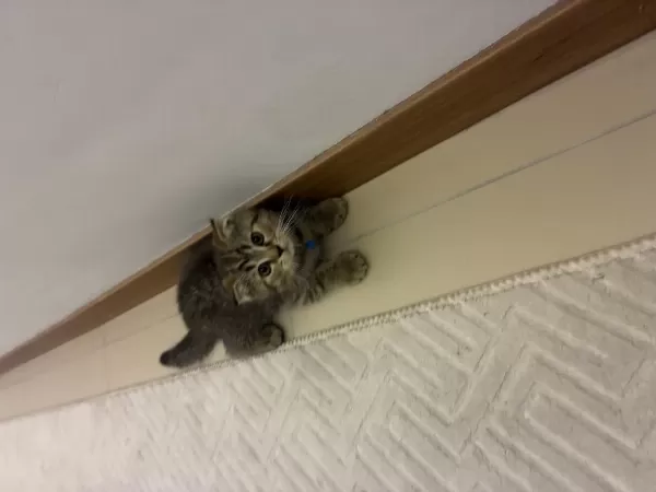 3 Aylık Scottish Fold