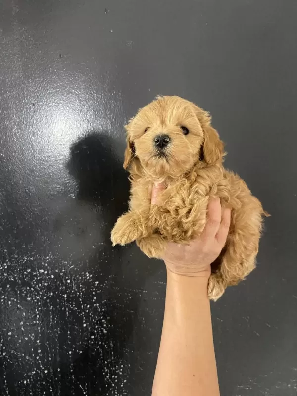 Kore Teacup Gerçek Maltipoo Orjinal