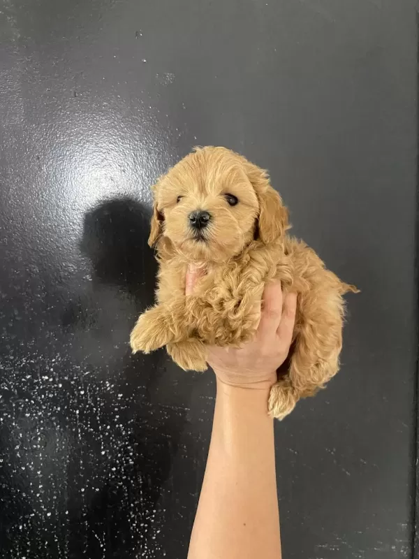 Kore Teacup Gerçek Maltipoo Orjinal
