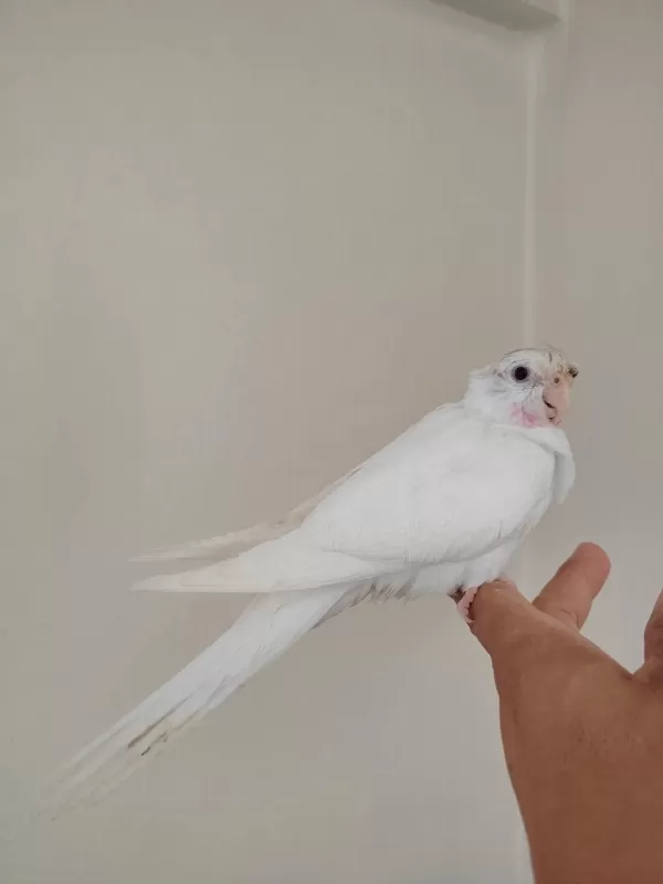 Albino Bebek Sultan Papağanı