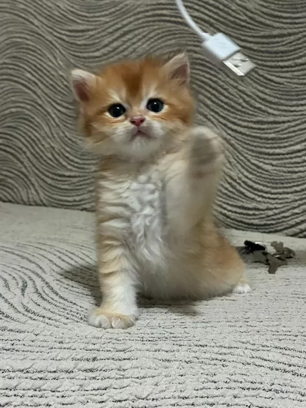 Güzel Golden Bebek Kediler