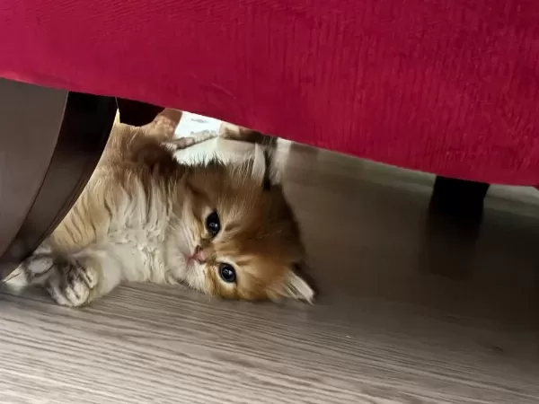 Güzel Golden Bebek Kediler