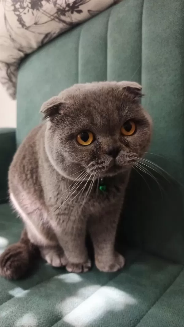 Scottish Fold Dişi Eş Arıyorum