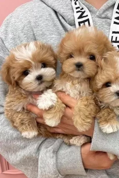 Gerçek Teacup Garantili Kore Maltipoo