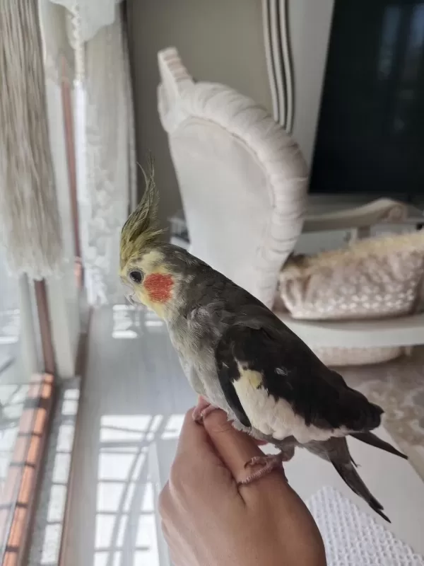 Sultan Papağanı 6 Aylık