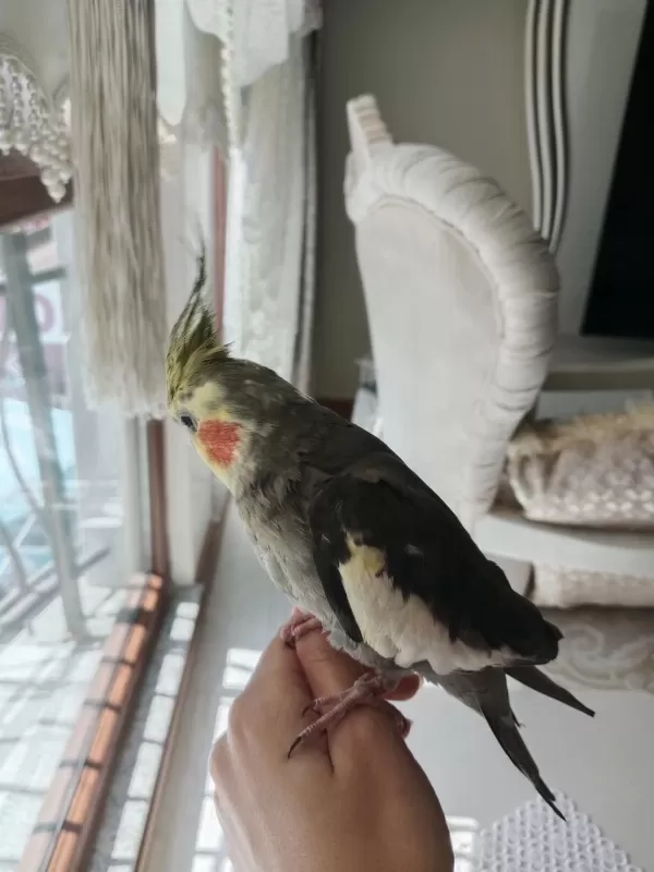 Sultan Papağanı 6 Aylık