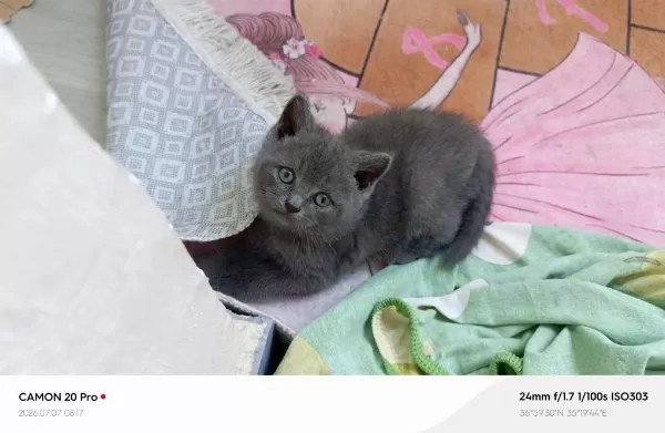 Kardeş British Shorthair Kediler