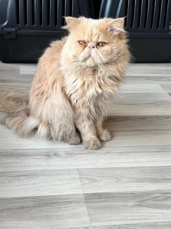Erkek Persian Kedimiz