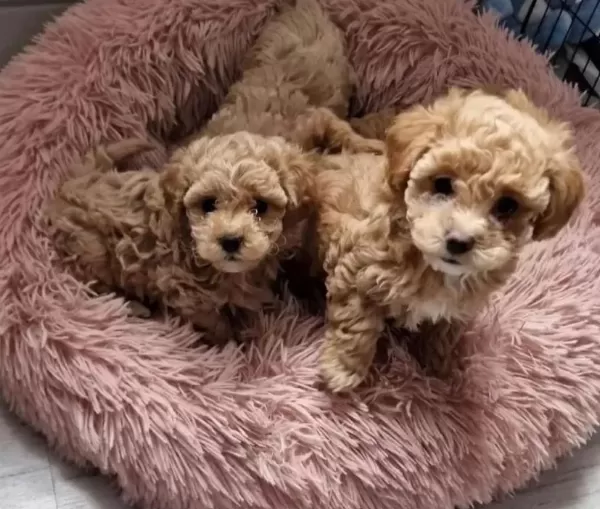 Anne Baba Bize Ait Garantili Orjinal Teacup Maltipoo