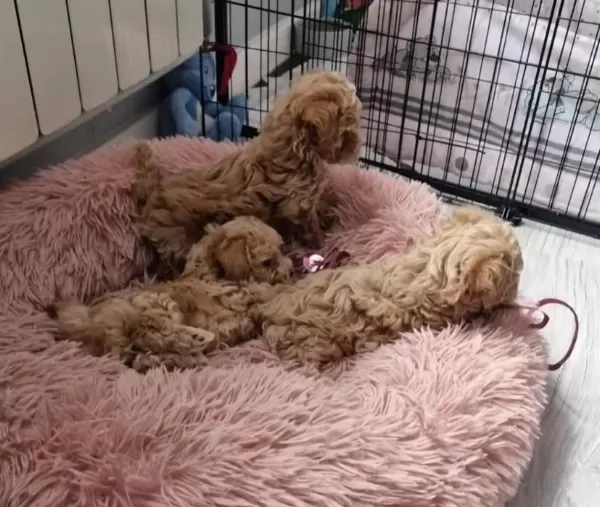 Anne Baba Bize Ait Garantili Orjinal Teacup Maltipoo