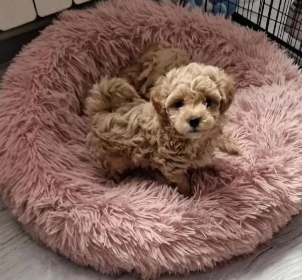 Anne Baba Bize Ait Garantili Orjinal Teacup Maltipoo