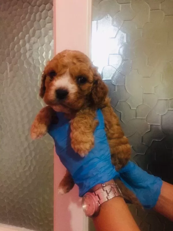 Orijinal Teacup Maltipoo Yavrular