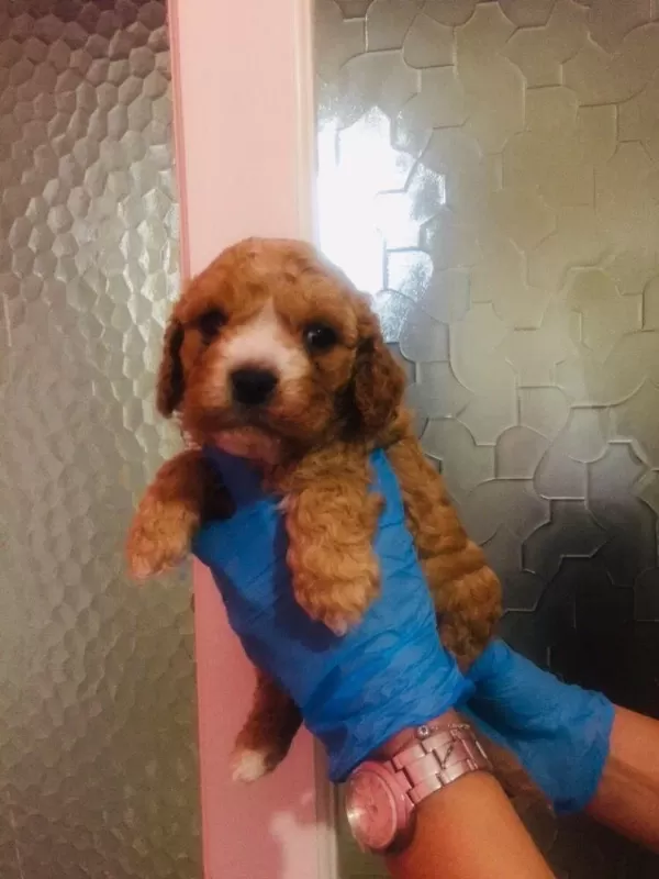 Orijinal Teacup Maltipoo Yavrular