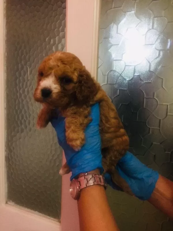Orijinal Teacup Maltipoo Yavrular