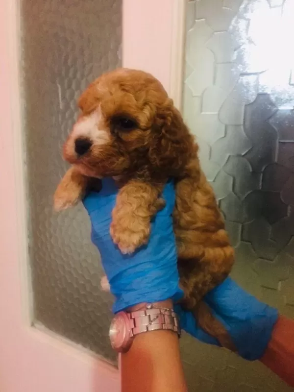 Orijinal Teacup Maltipoo Yavrular