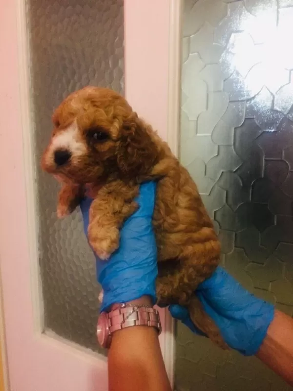 Orijinal Teacup Maltipoo Yavrular