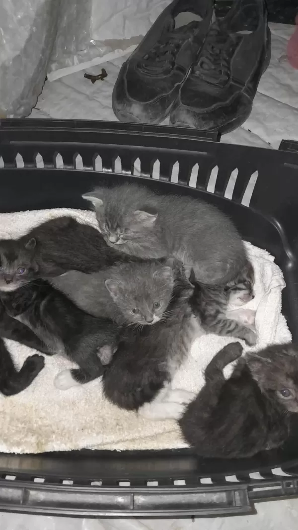4 Yavru Ve Anne Kediye Yuva Arıyoruz