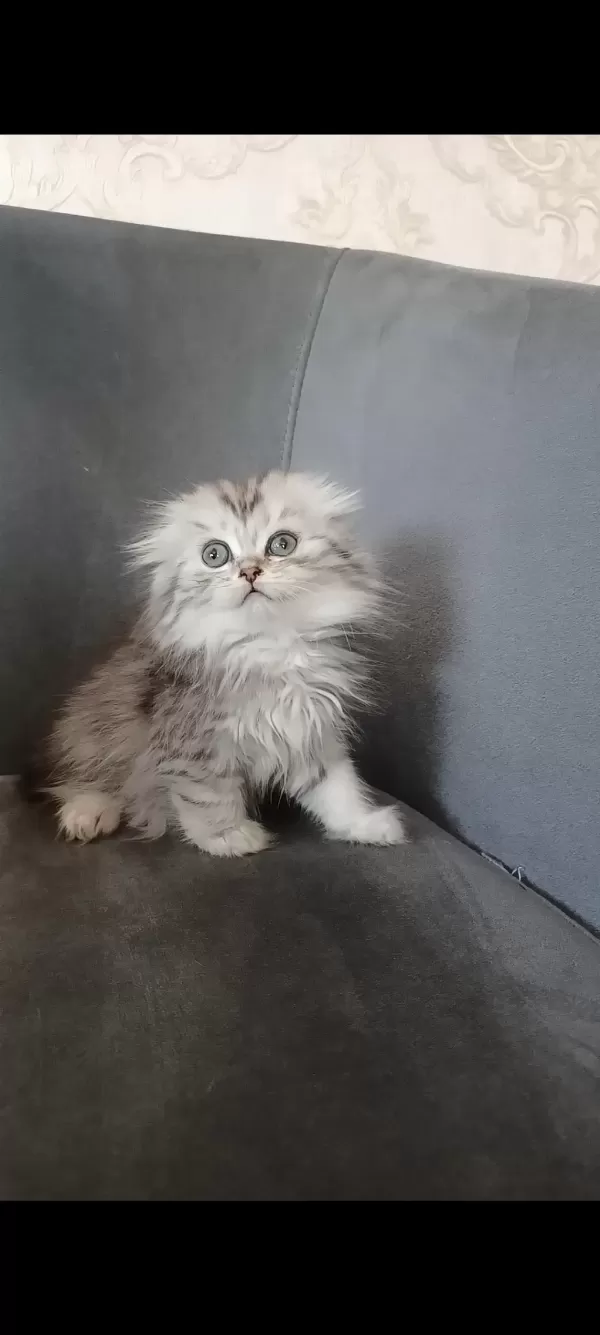 Sağlıklı Minnoş Kedilerim