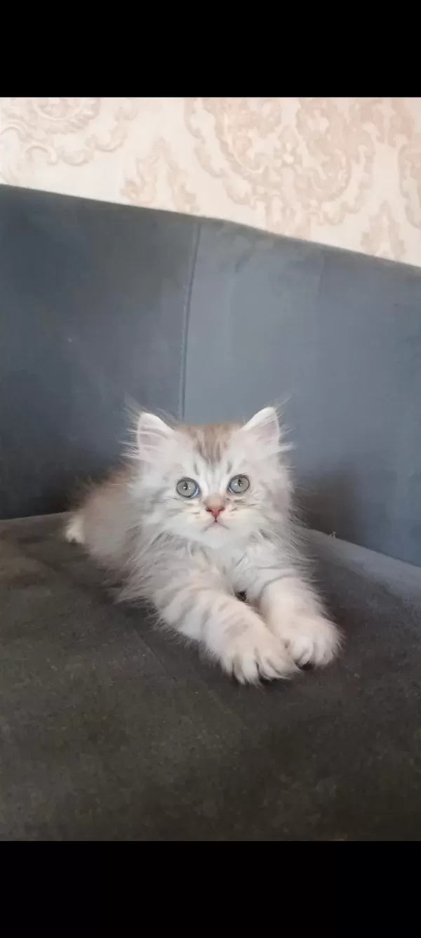 Sağlıklı Minnoş Kedilerim