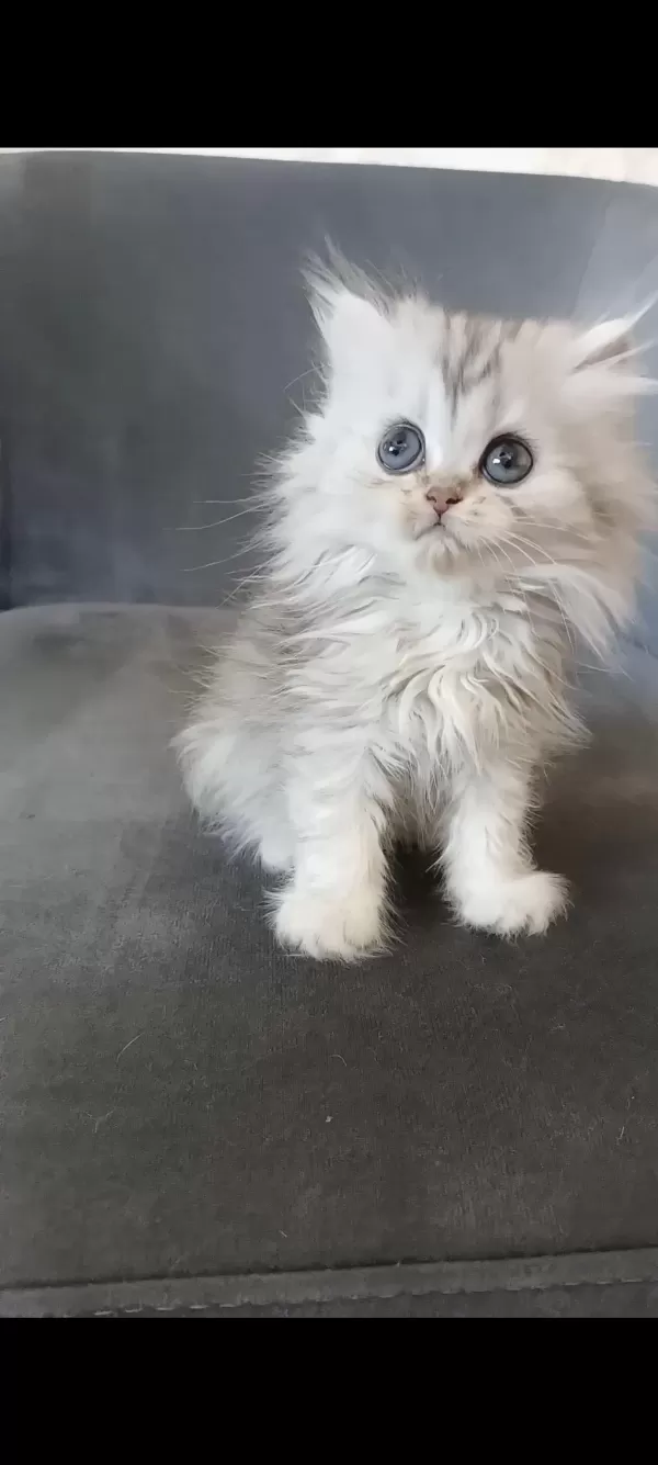 Sağlıklı Minnoş Kedilerim