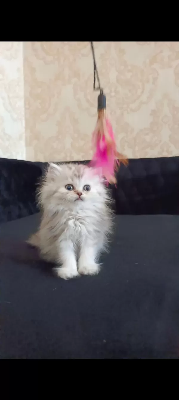 Sağlıklı Minnoş Kedilerim