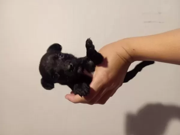 Minik Bulldog Bebemiz