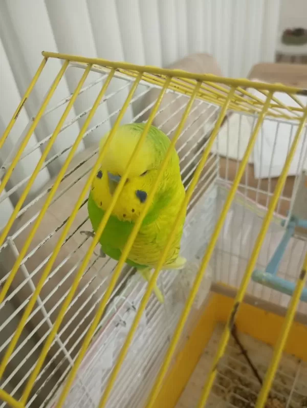 Kuşumu Çocuklardan Dolayı Veriyorum
