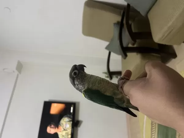 Üst Düzey Evcil Konuşan Konur