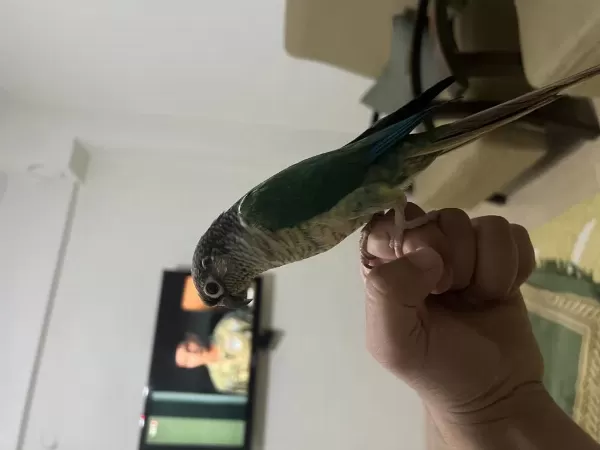 Üst Düzey Evcil Konuşan Konur