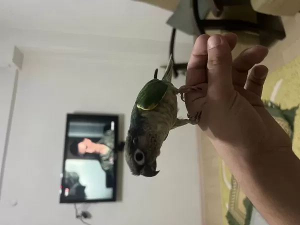 Üst Düzey Evcil Konuşan Konur