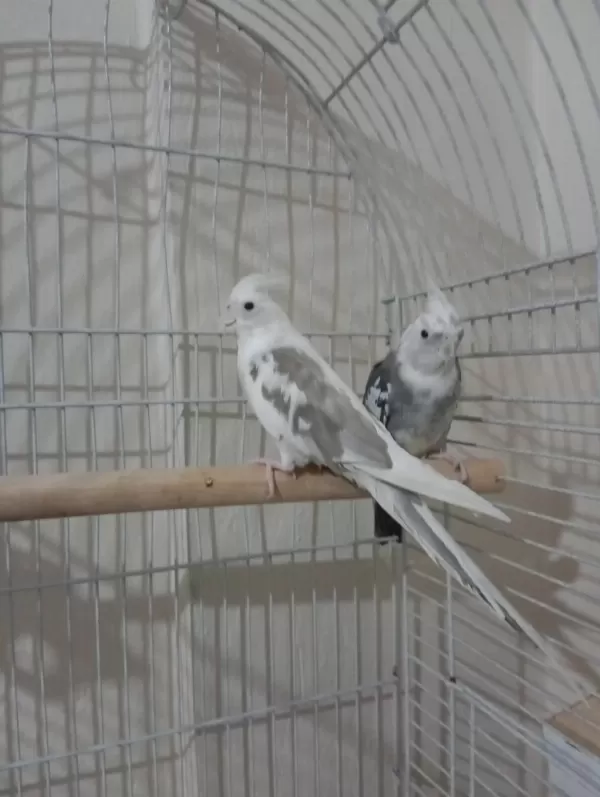 Sultan White Face Takım