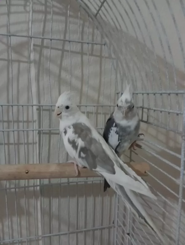Sultan White Face Takım
