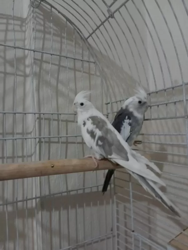 Sultan White Face Takım
