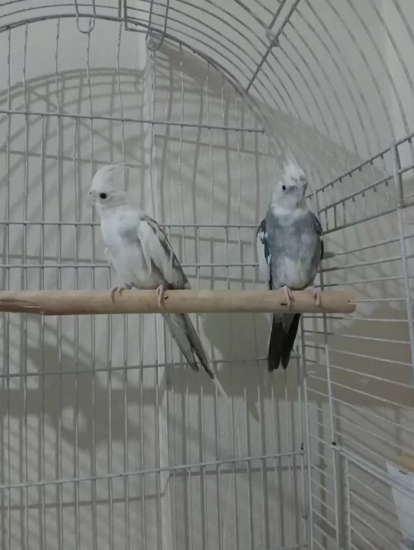 Sultan White Face Takım