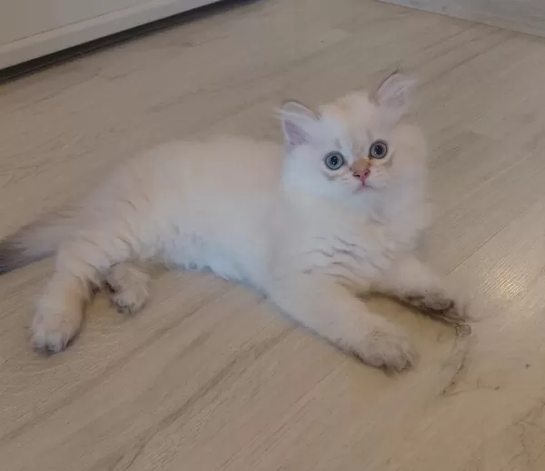 British Longhair Bursa Osmangazi Erkek